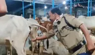 Hintli asker savaşa gitmeden önce inek idrarı içti