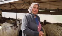 Sürüsünü kurtlara kaptıran kadın gözyaşlarını tutamadı!