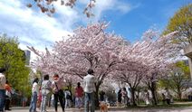 Toronto'da bahar mucizesi: Japon kirazı ağaçlarının görsel şöleni