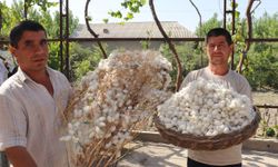 İpek Yolu’nun kalbinde: Özbekistan’da ipek kozası hasadı başladı