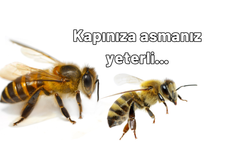 Sıcak havaların kabusu arılar için şok yöntem! Yaz boyu kesintisiz rahatlık