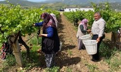 Yaprağı meyvesinden daha çok kazandırıyor
