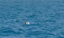 Side açıklarında Akdeniz foku sürprizi: Turistler hayranlıkla izledi