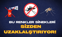 Yaz boyu sinek derdi yaşamayacaksınız! Tek yapmanız gereken bu renk giyinmek