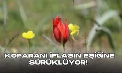 Sadece 10 gün yaşıyor, senede bir kere açıyor! Dokunanı ise iflasın eşiğine geçiyor