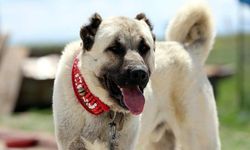 Kangal köpeklerine Körfez'den yoğun ilgi: 10 kangal yurt dışına gidiyor