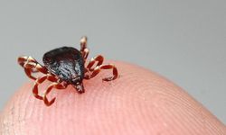 8 kişiye tanı kondu, 1 kişi hayatını kaybetti