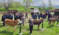 Karabük'te kurbanlıklar pazara indi: İşte kurbanlık fiyatları