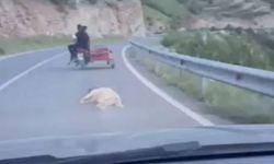 Ölen köpeğe eziyetin bedeli belli oldu!