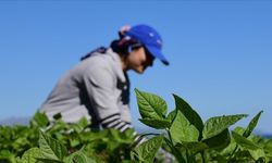 Tarım Bakanı gençler için tarım desteği müjdesini verdi