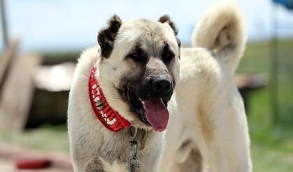 Kangal köpeklerine Körfez'den yoğun ilgi: 10 kangal yurt dışına gidiyor