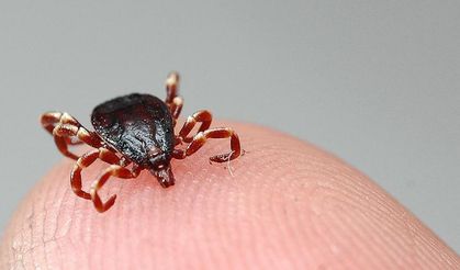 8 kişiye tanı kondu, 1 kişi hayatını kaybetti