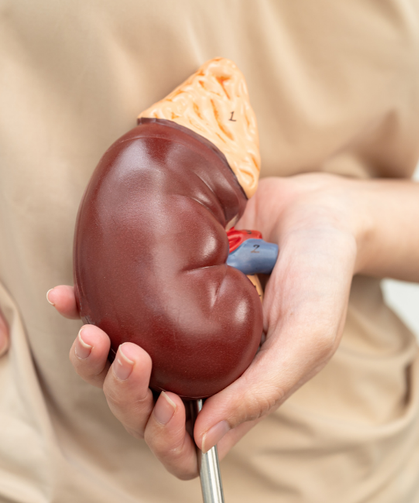 Kreatinin Nedir? Kreatin Yüksekliği ve Düşüklüğü Ne Anlama Gelir?