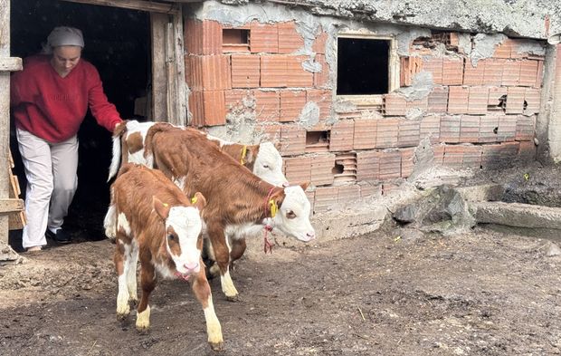 Besiciye dördüz buzağı müjdesi!