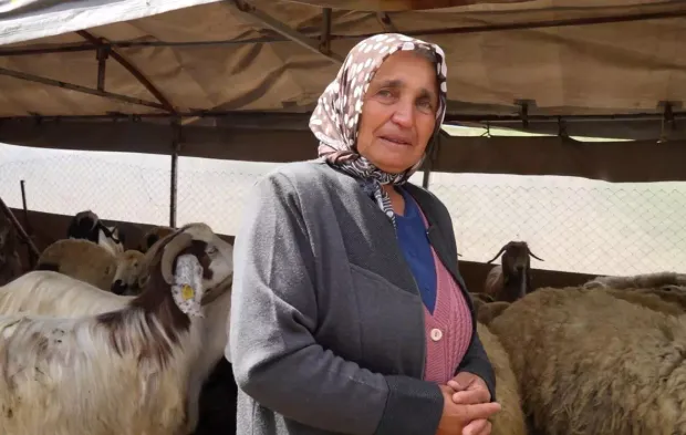 Sürüsünü kurtlara kaptıran kadın gözyaşlarını tutamadı!