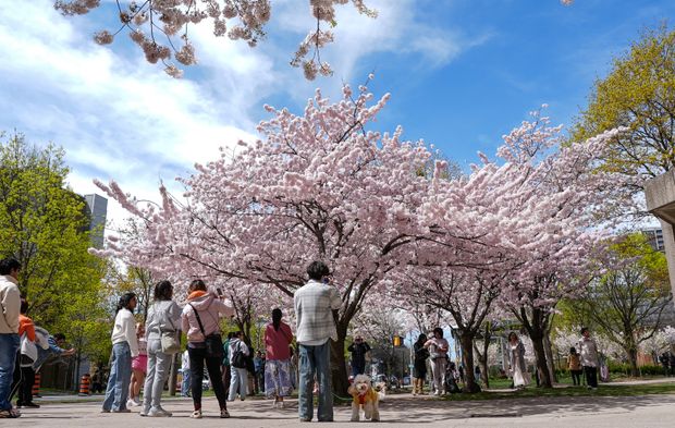 Toronto'da bahar mucizesi: Japon kirazı ağaçlarının görsel şöleni