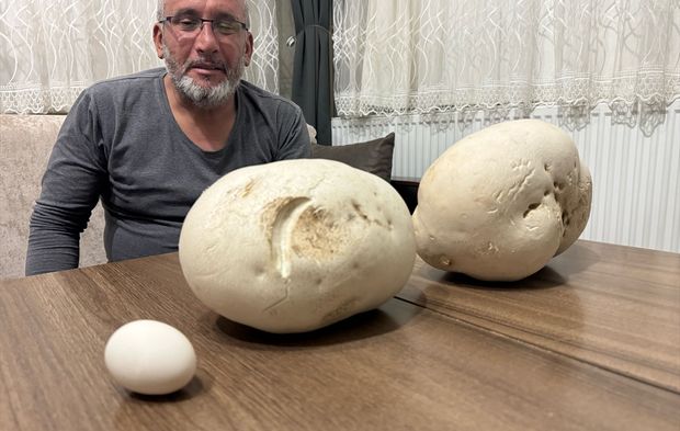 Doğada şaşırtan keşif: Dev mantarlar hayrete düşürdü
