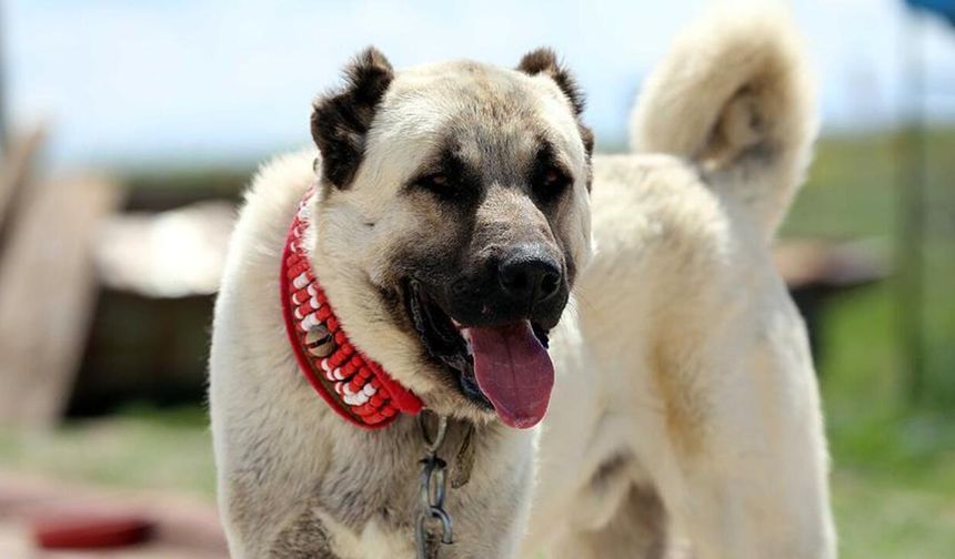 Kangal köpeklerine Körfez'den yoğun ilgi: 10 kangal yurt dışına gidiyor