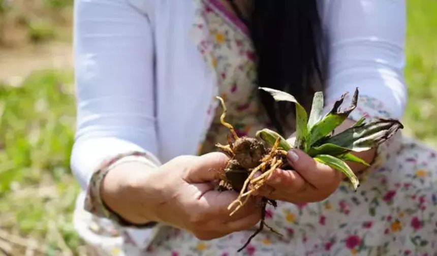 'Topraktan çıkan altın' diye tabir ediliyor! Kilosu 3 bin lira