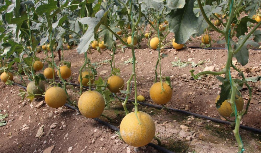 Bu mevsimde imkansız denileni yaptı! 2 ton hasat ile kilosunu 200 TL'den sattı
