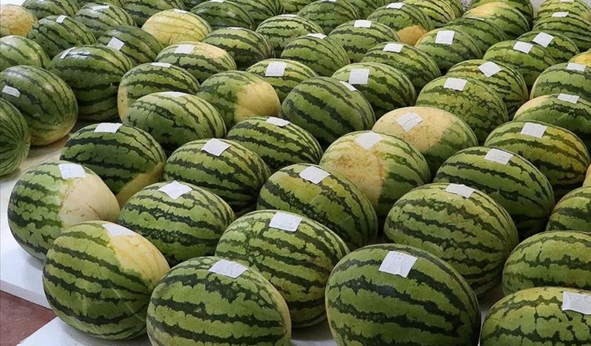 Bu da oldu! Halden 700 kilo karpuz çaldılar