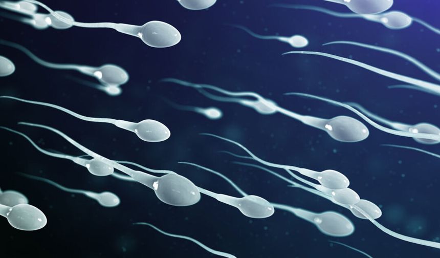 Sperm kalitesi erkeklerin ömrünü mü belirliyor?